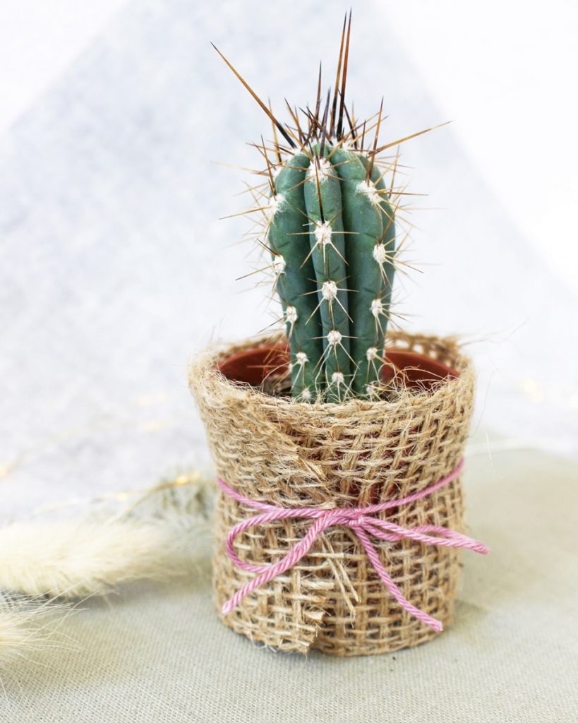 Kaktusparty feiern: Kleine Kakteen als Gastgeschenk Tinkerhome - Einfache DIYs für Zuhause
