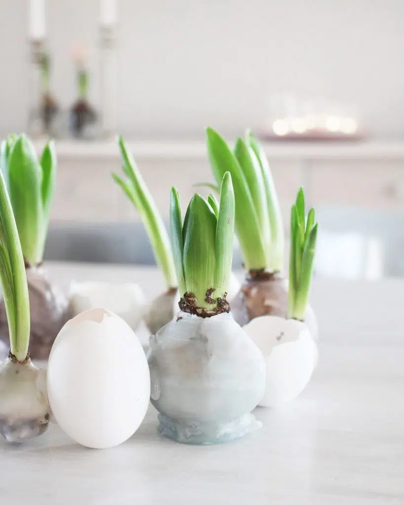 Wie du die Hyazinthen im Wachsmantel basteln und die Eierschalen vorbereiten kannst, zeige ich dir als erstes. Danach erkläre ich, wie du die einzelnen Elemente zum DIY Osterkranz zusammenkleben kannst. Osterdeko: DIY Osterkranz aus Eierschalen und Hyazinthen im Wachsmantel | Tinkerhome: Einfache DIYs für dein Zuhause