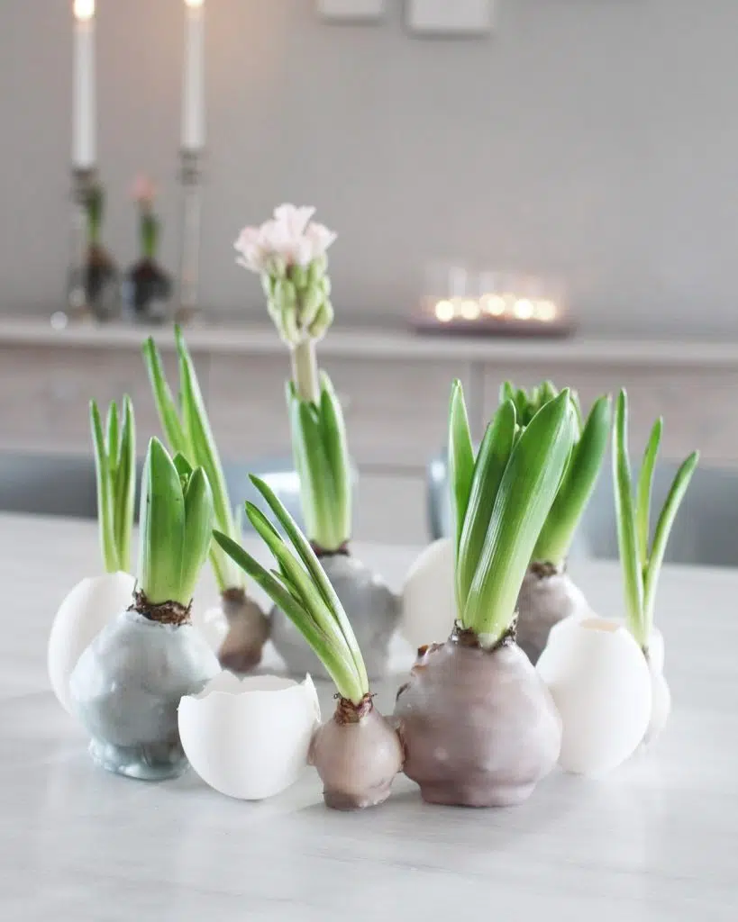 Wie du die Hyazinthen im Wachsmantel basteln und die Eierschalen vorbereiten kannst, zeige ich dir als erstes. Danach erkläre ich, wie du die einzelnen Elemente zum DIY Osterkranz zusammenkleben kannst. Osterdeko: DIY Osterkranz aus Eierschalen und Hyazinthen im Wachsmantel | Tinkerhome: Einfache DIYs für dein Zuhause