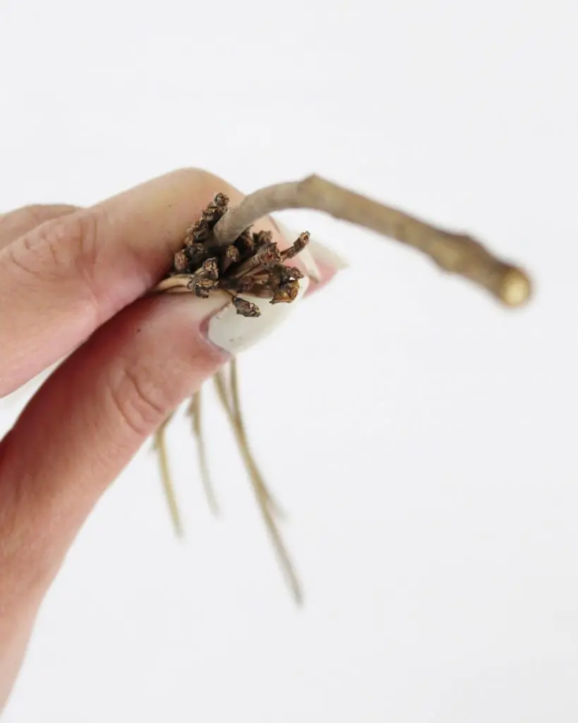 Du wartest noch auf deinen Hogwarts-Brief? Mit meiner magischen Harry Potter Tischdeko bringe ich dich Hogwarts ein Stück näher. Neben einigen bekannten DIYs, wie den schwebenden Kerzen, zeige ich dir ausgefallene Ideen, die deine Tischdeko magisch werden lassen. Passend zu Halloween kannst du die magische Tischdeko direkt umsetzen. Magische DIY Harry Potter Tischdeko - diy hexenbesen kiefernnadeln basteln 1