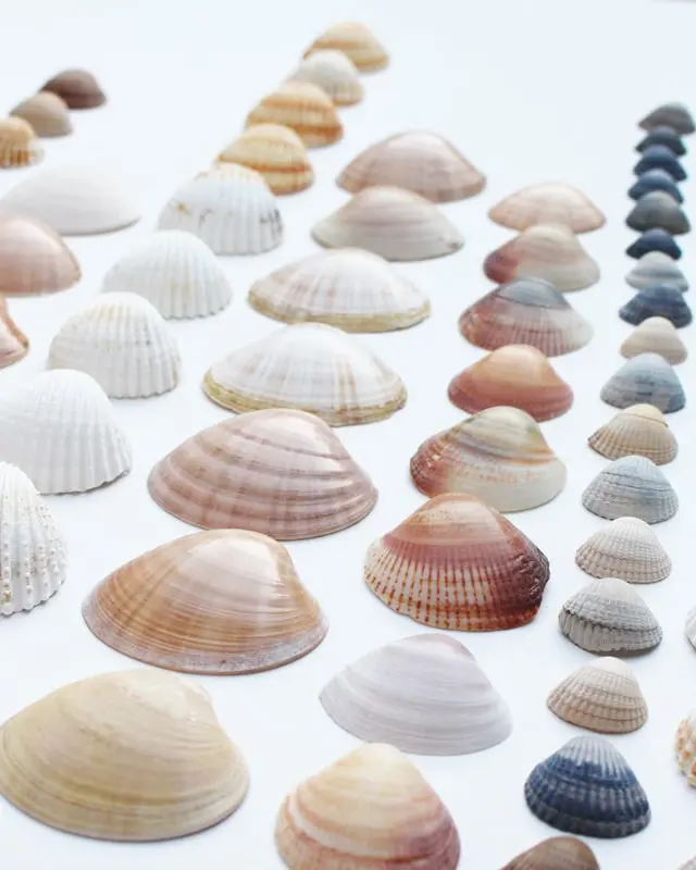 Sammelst du auch so gerne Muscheln? Damit diese nicht einfach in irgendeiner Kiste landen, habe ich ein DIY Bild mit Muscheln für meine Mama gebastelt. Dieses besteht aus Muscheln, die sie viele Jahre gesammelt hat. Das Tolle ist, dass man die Struktur der Muscheln auch nach dem Ansprühen noch erkennt und dadurch auch weiß, welche Muscheln wo gesammelt wurden. Das Bild wurde übrigens direkt zum Eyecatcher und ist allen sofort aufgefallen, obwohl es extra schlicht ist. Mittlerweile habe ich auch ein Muschelbild für uns gebastelt und dieses steht im Sommer bei uns im Wohnzimmer. Allerdings habe ich unser DIY Muschelbild spontan farblich anders gestaltet. Sommerliches DIY Bild mit Muscheln basteln - diy muschel bild basteln 9